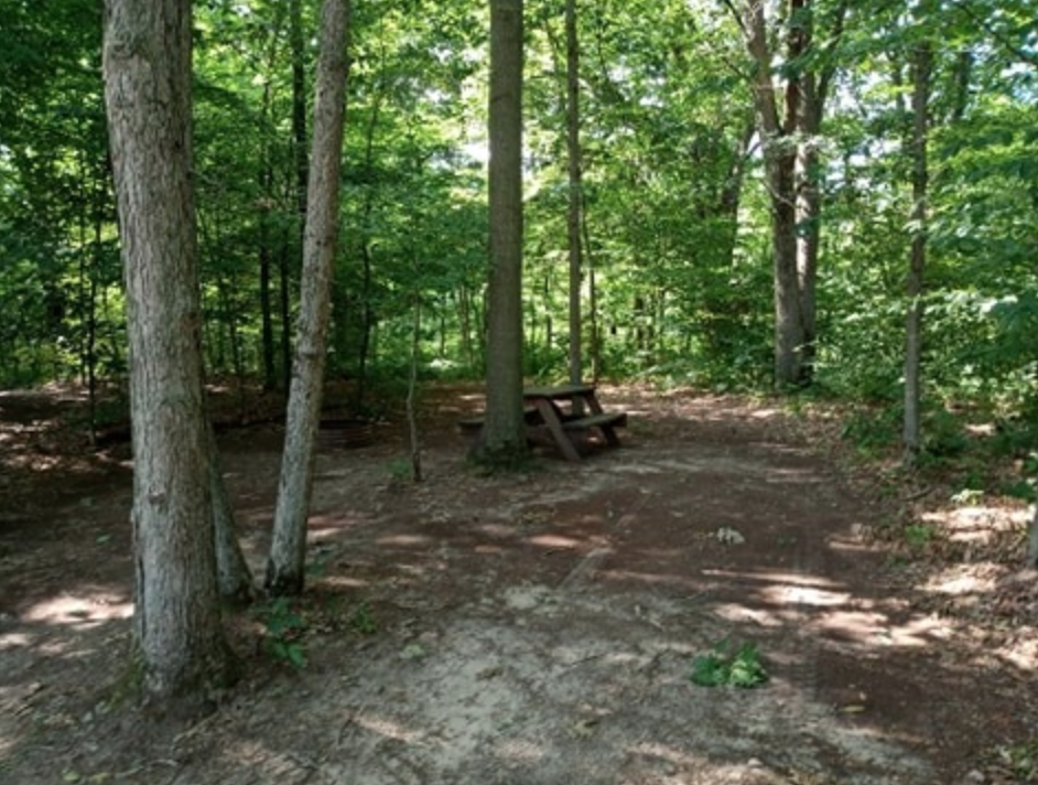 Looking into Deep Woods site number 36.