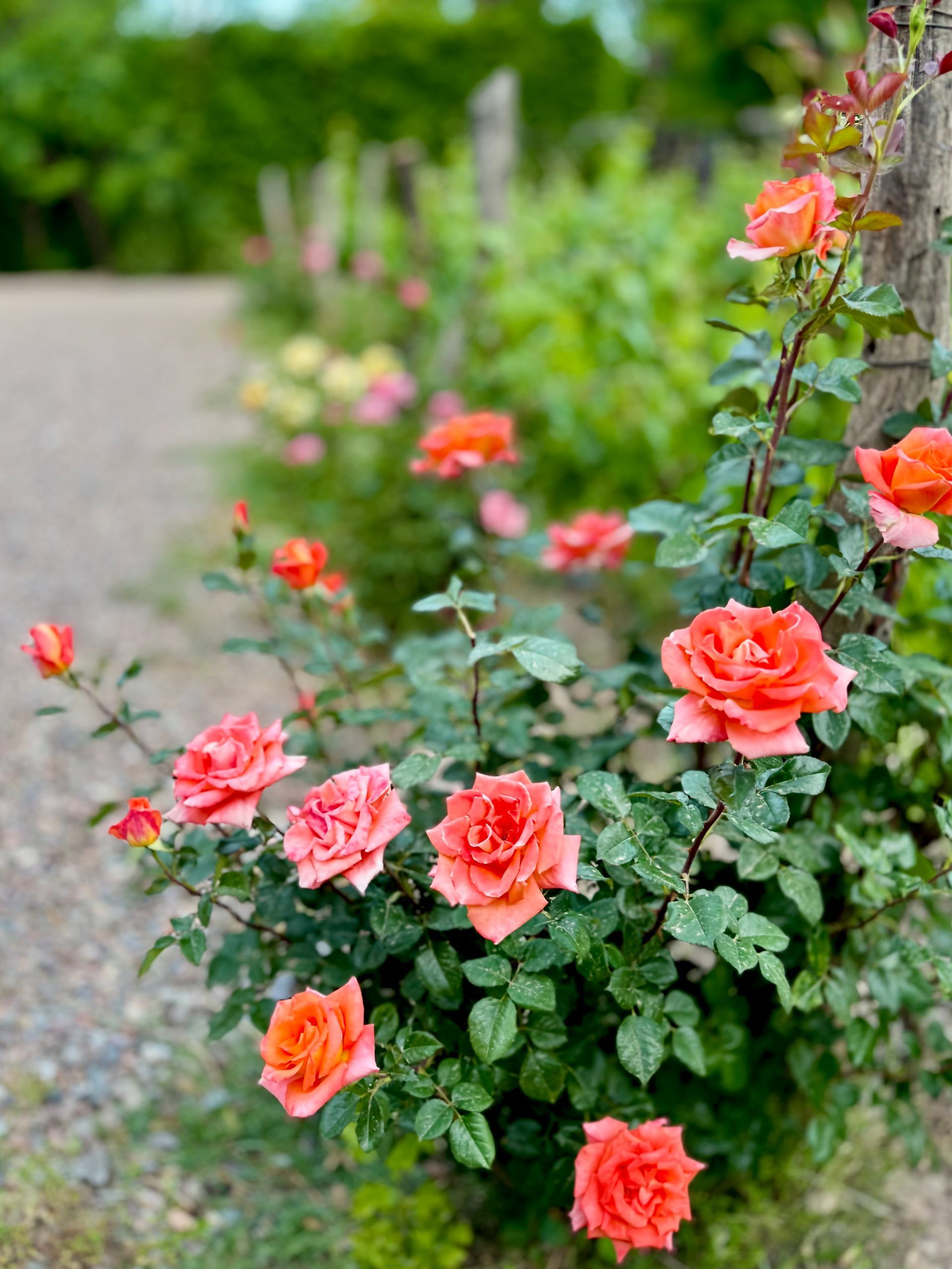 People toasting with red wine at an outdoor dinner, a chef visible at a brick oven in the background.
