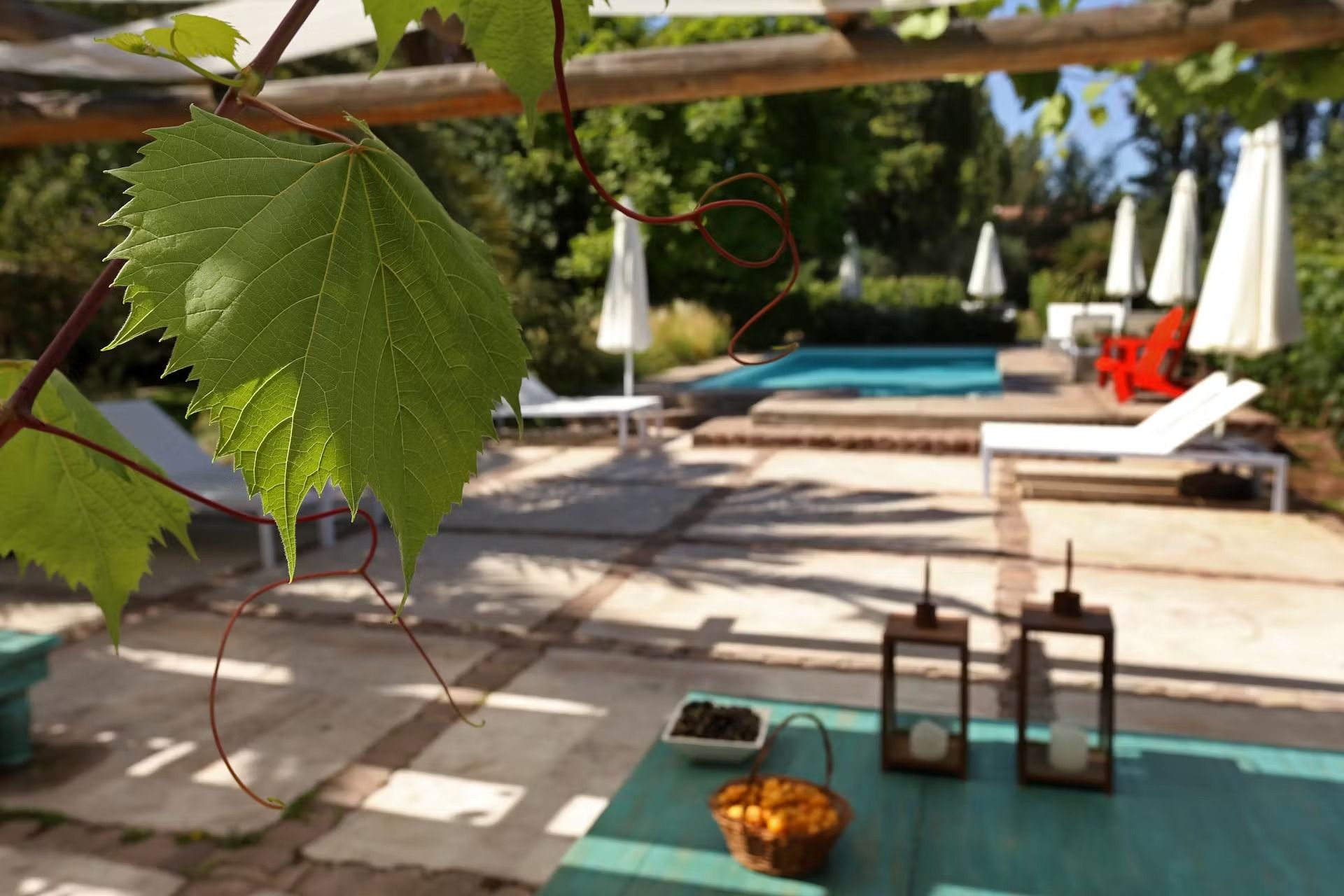 Green grape leaf in the foreground, blurred view of a pool, lounge chairs, and parasols on a sunny day.