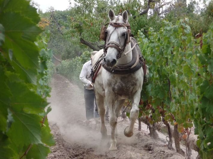 Horse pulling equipment in a vineyard, led by a person.