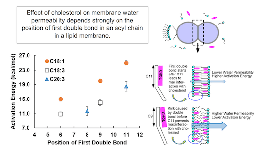 Published in Langmuir (ACS Publication) Effects of Acyl Chain ...