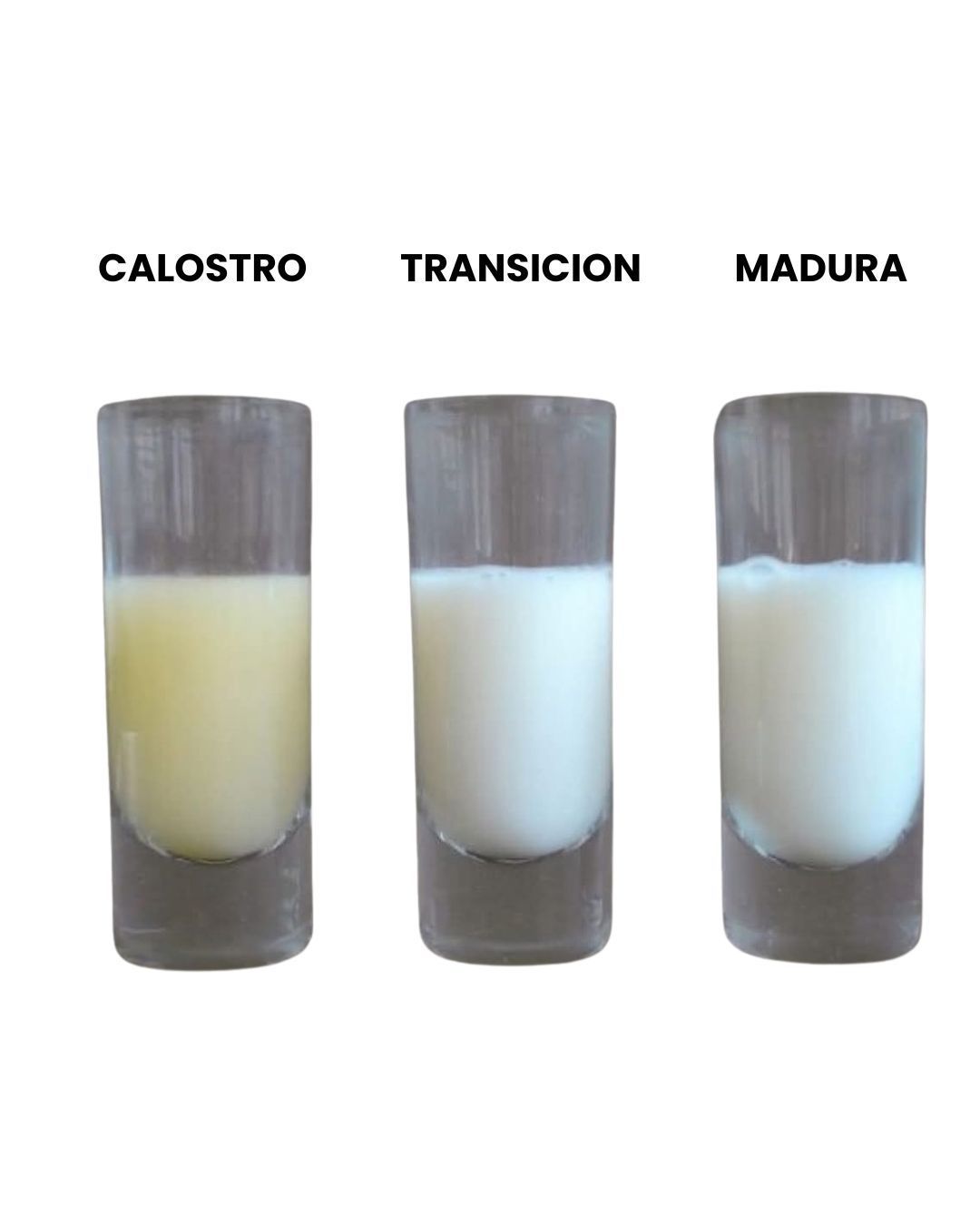 tipos de leche materna calostro transición y leche madura etapas