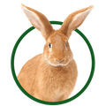 Rabbit — Springfield, MO — Sunshine Animal Hospital
