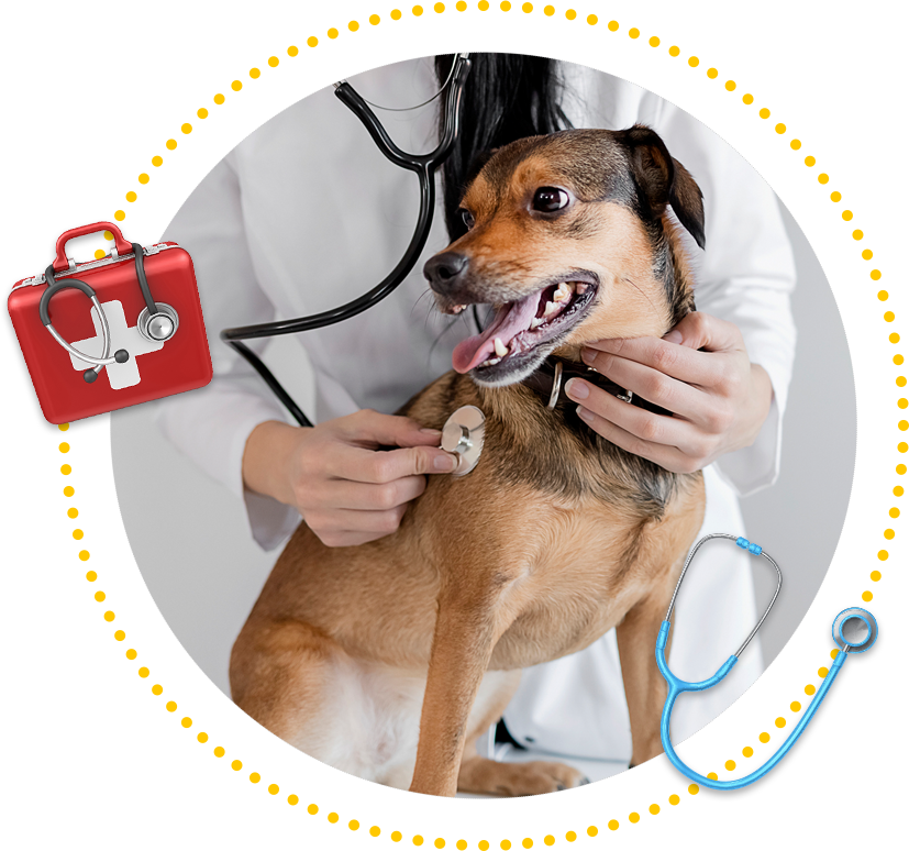 The Most Trusted Animal Specialists Springfield, MO Sunshine Animal