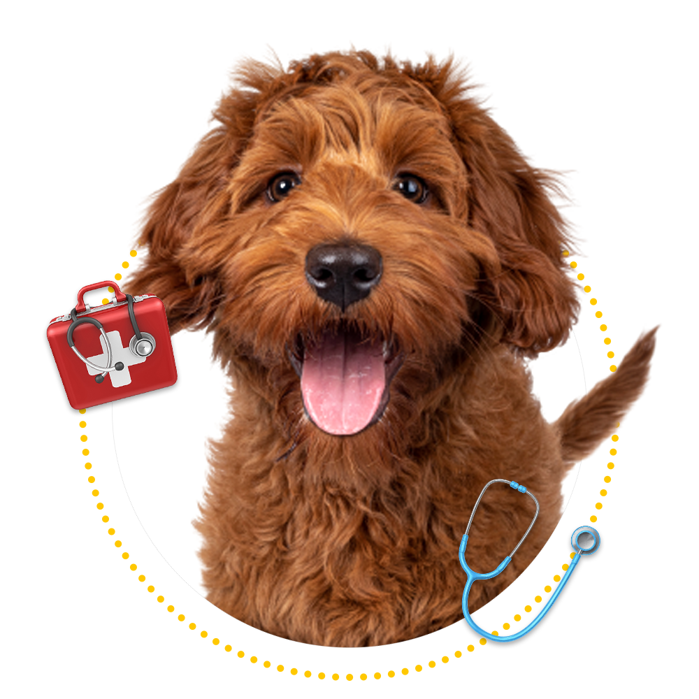 Happy Dog — Springfield, MO — Sunshine Animal Hospital