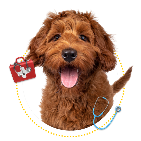 Happy Dog — Springfield, MO — Sunshine Animal Hospital