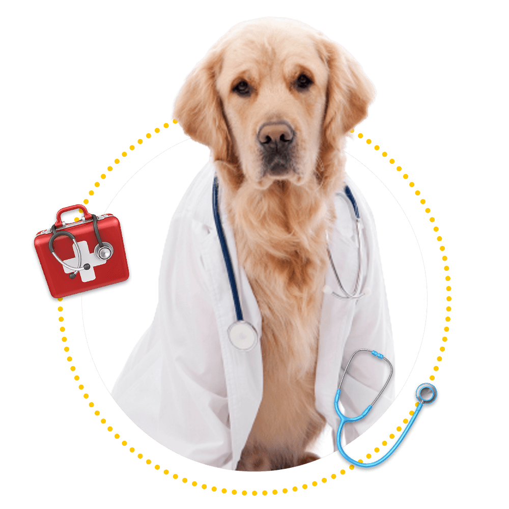 Dog Wearing Lab Gown and Stethoscope — Springfield, MO — Sunshine Animal Hospital