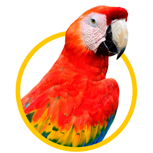 Parrot — Springfield, MO — Sunshine Animal Hospital