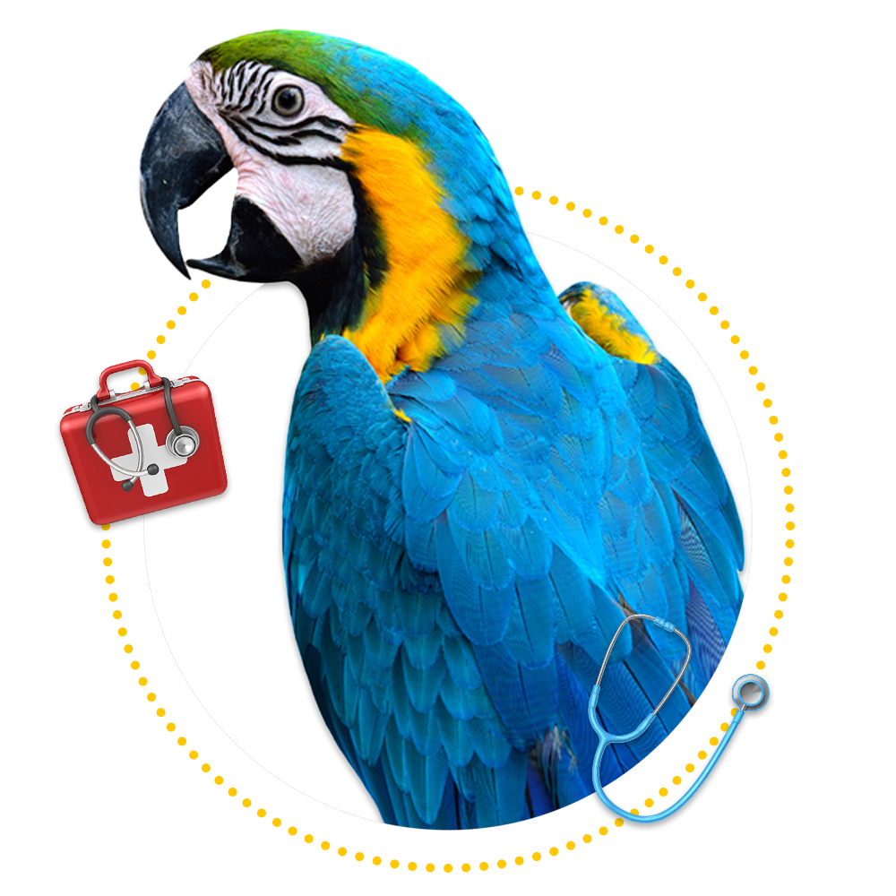 Healthy Parrot — Springfield, MO — Sunshine Animal Hospital