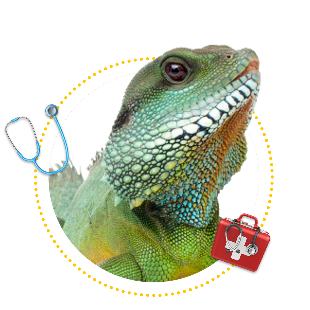 Iguana — Springfield, MO — Sunshine Animal Hospital