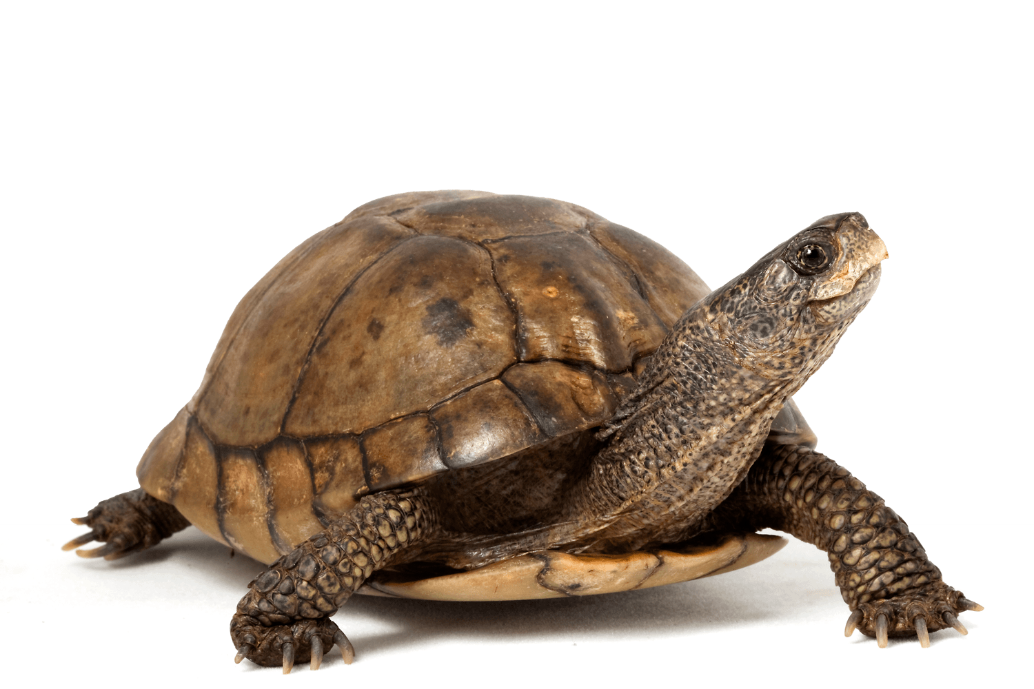 Turtle — Springfield, MO — Sunshine Animal Hospital
