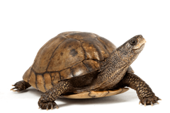 Turtle — Springfield, MO — Sunshine Animal Hospital