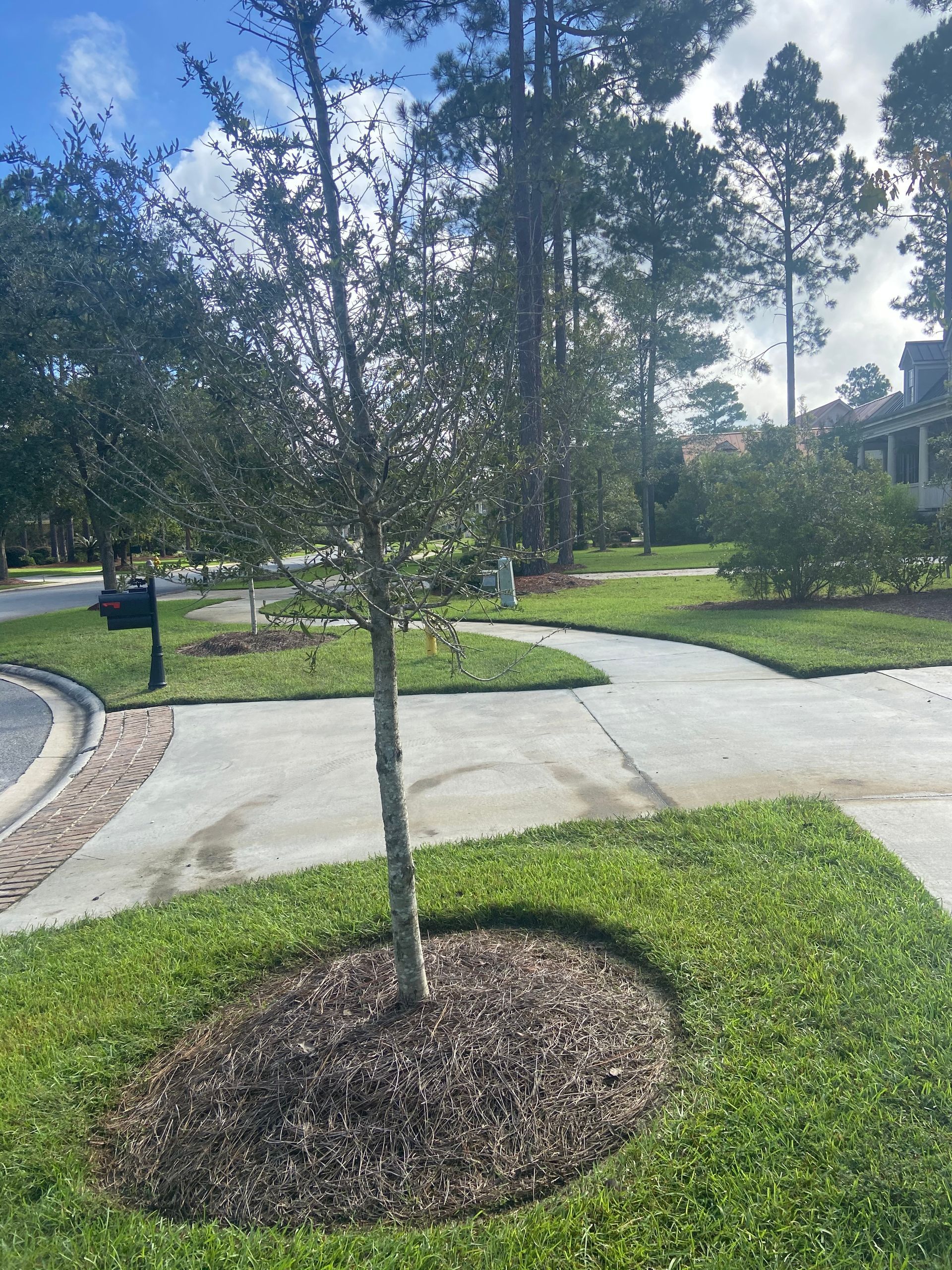 A tree is in the middle of a lush green yard