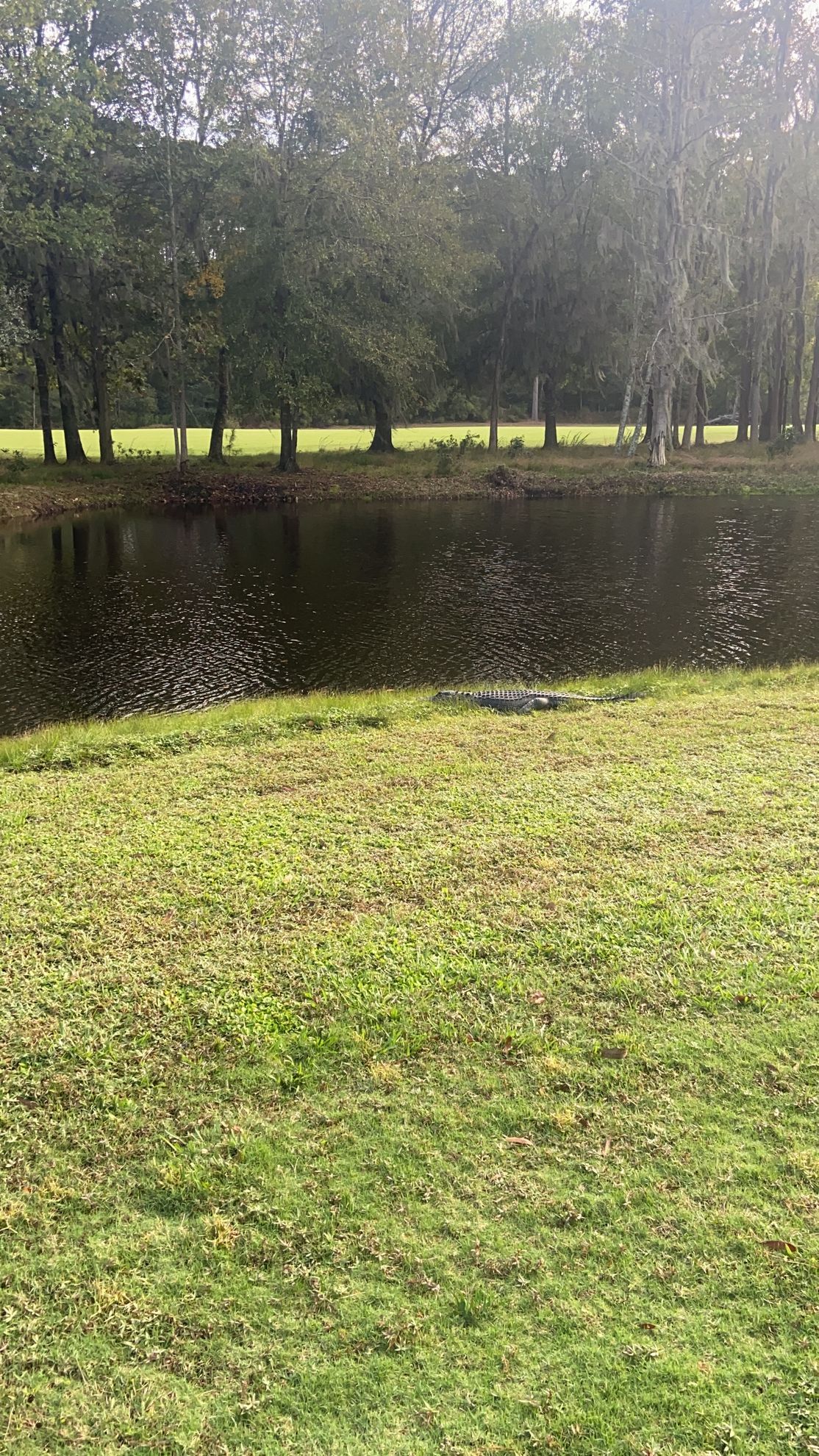 A large alligator is swimming in a pond in a park.