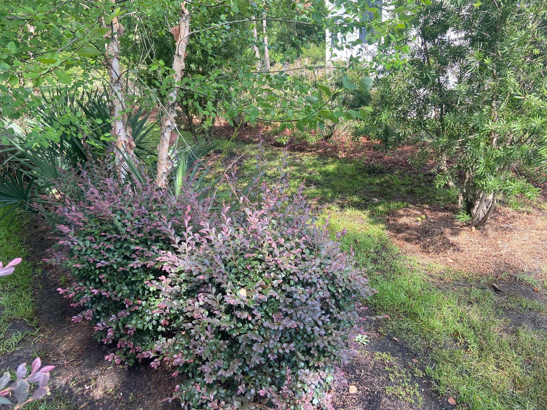 A bush with purple leaves is growing in the middle of a lush green forest.