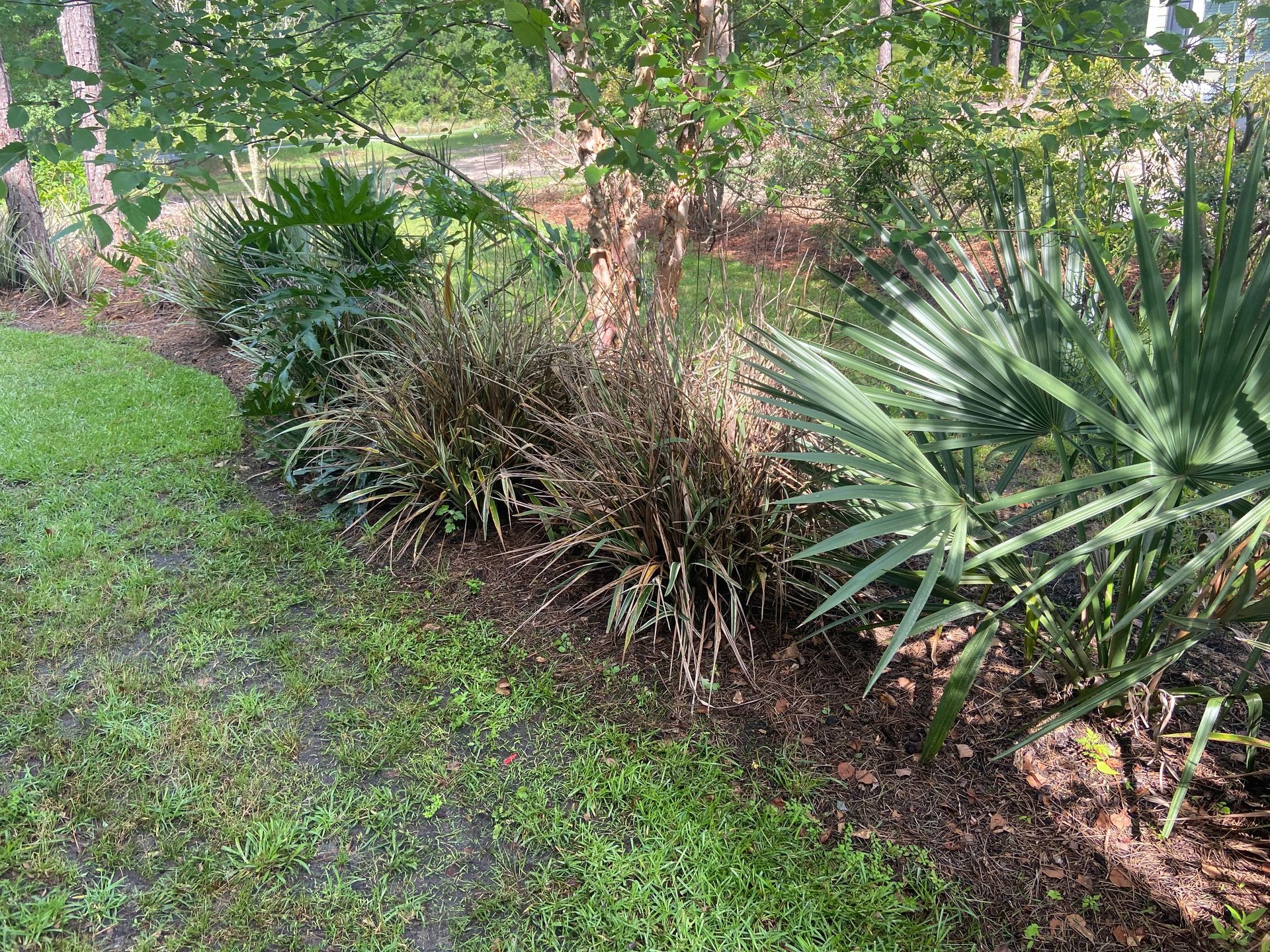 A lush green garden filled with lots of plants and trees.