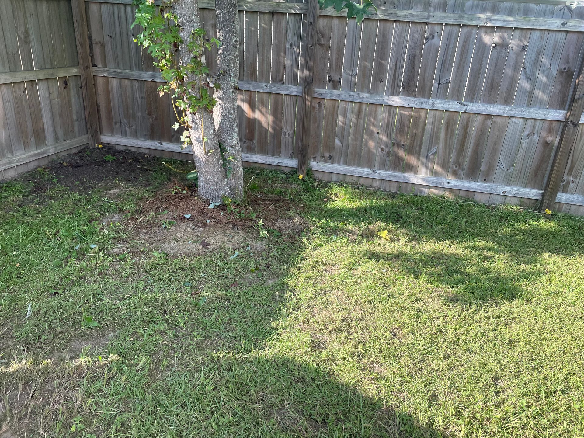 A wooden fence surrounds a lush green yard with a tree in the middle.