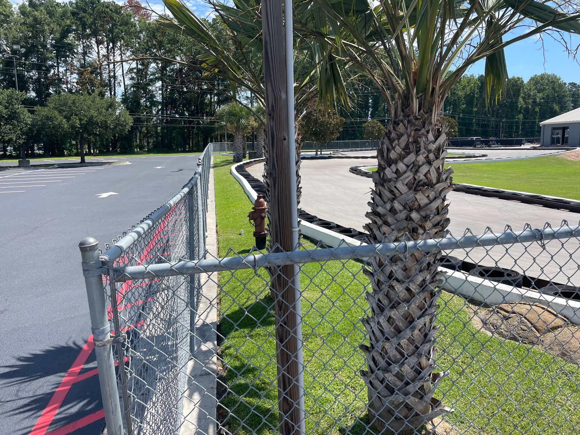 A chain link fence surrounds a palm tree in a parking lot.