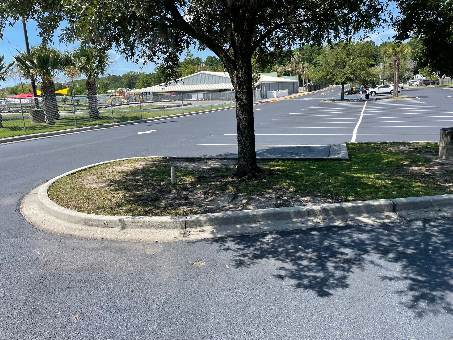 A tree is in the middle of a parking lot.