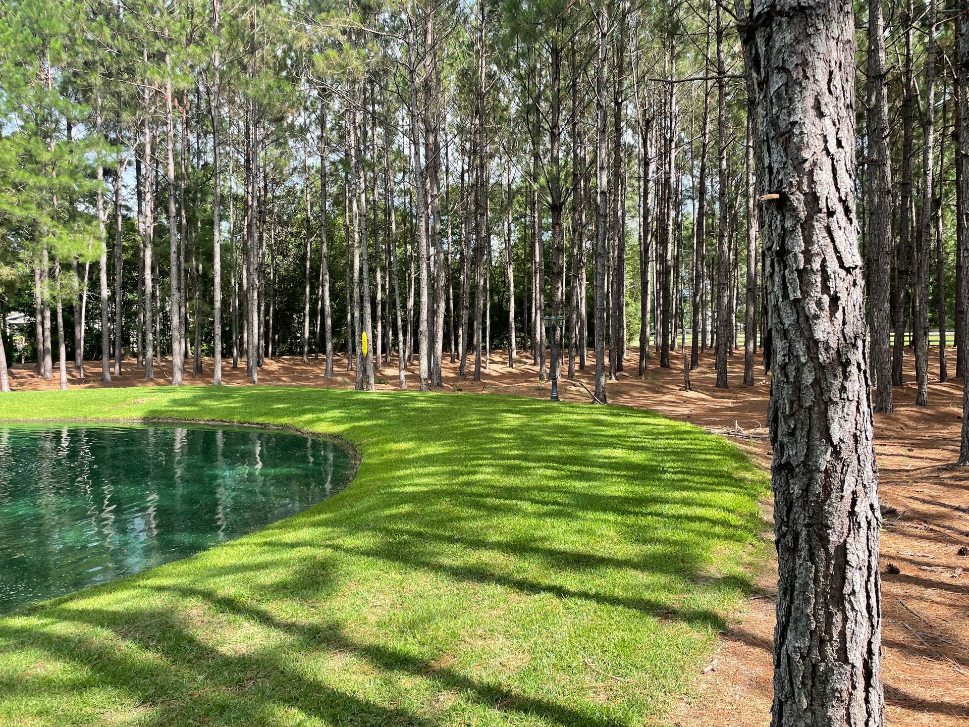 There is a pond in the middle of the forest.