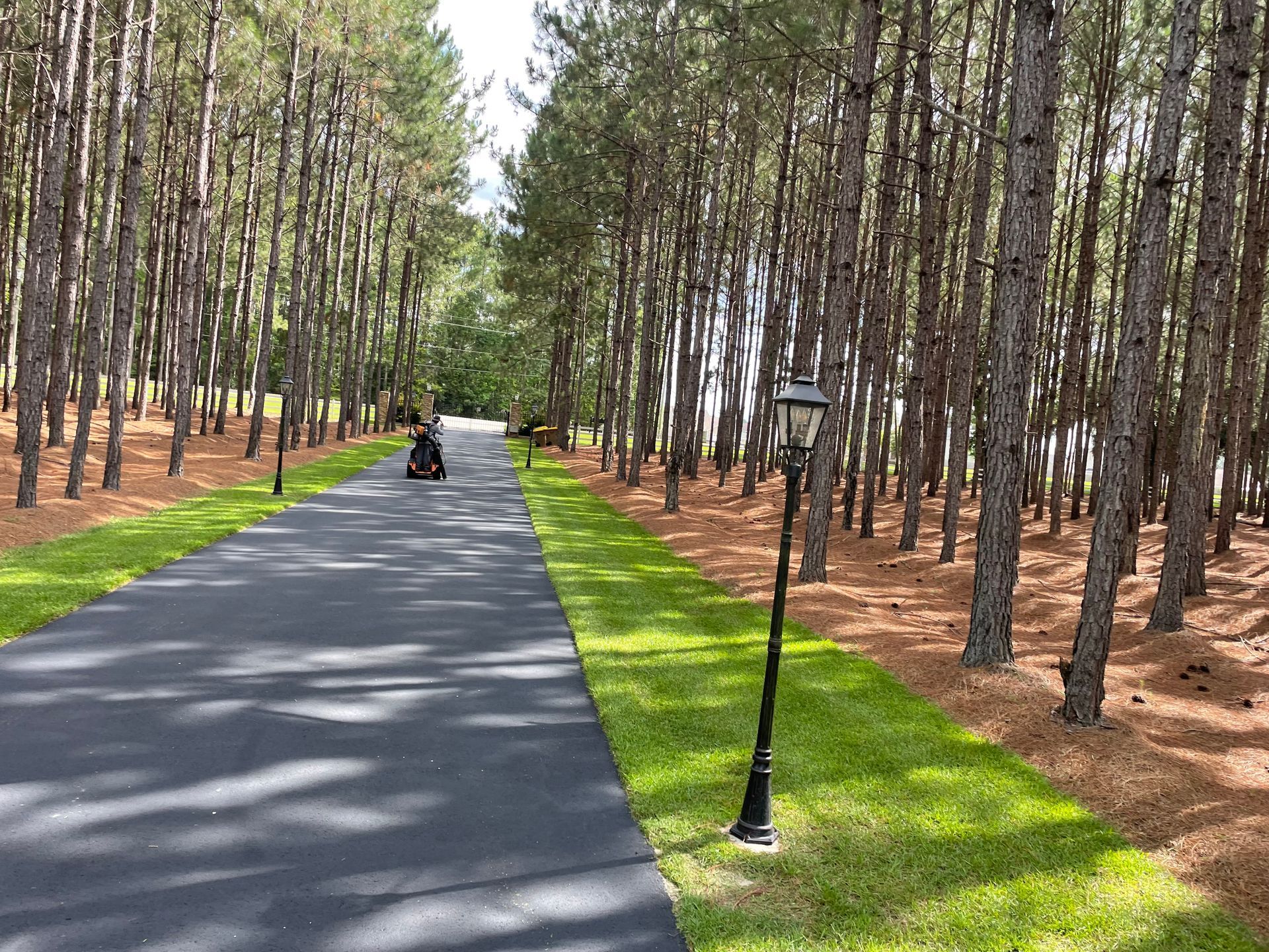 A driveway leading to a house in the middle of a pine forest.