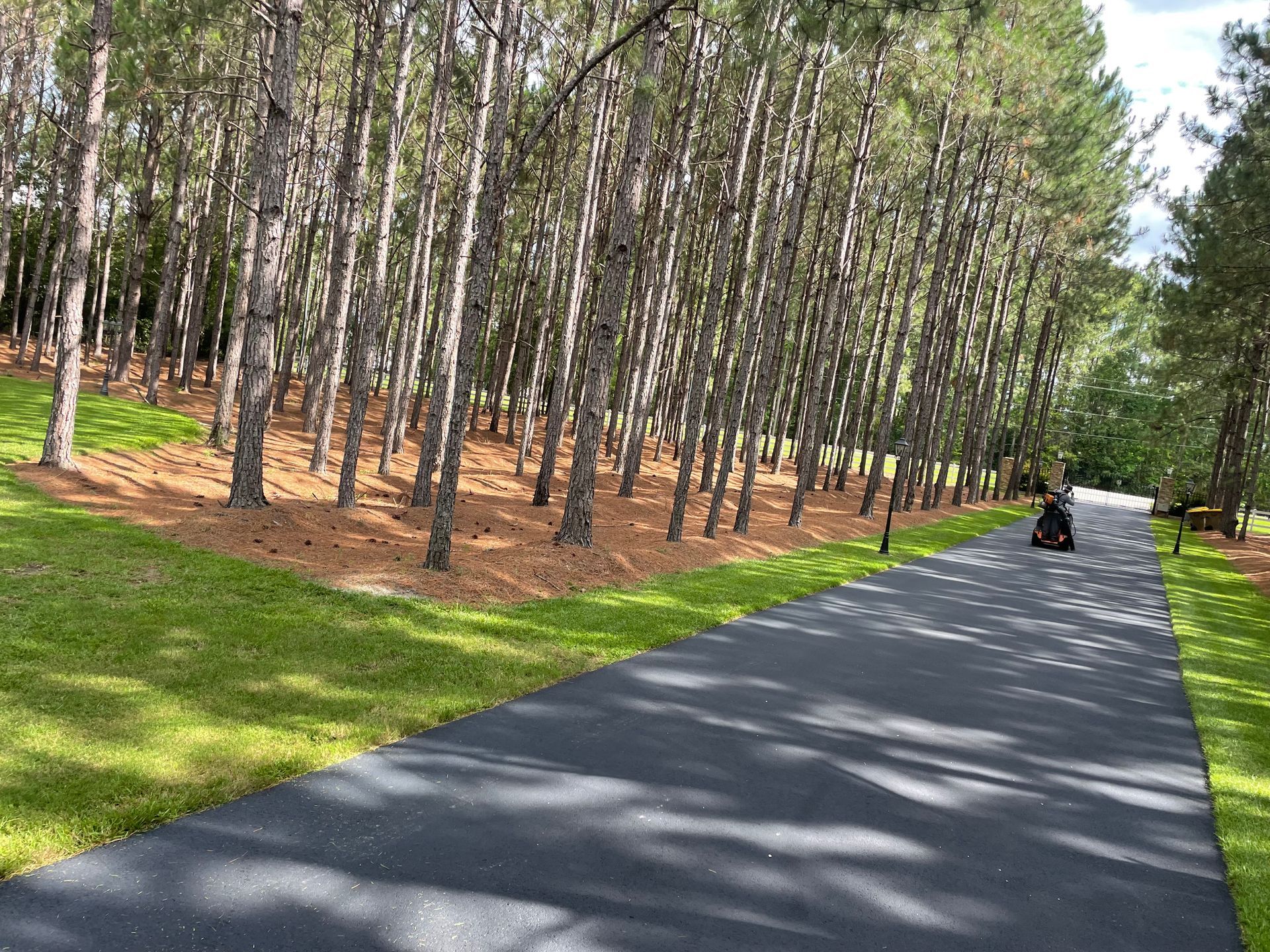 A driveway leading to a forest with trees on both sides.