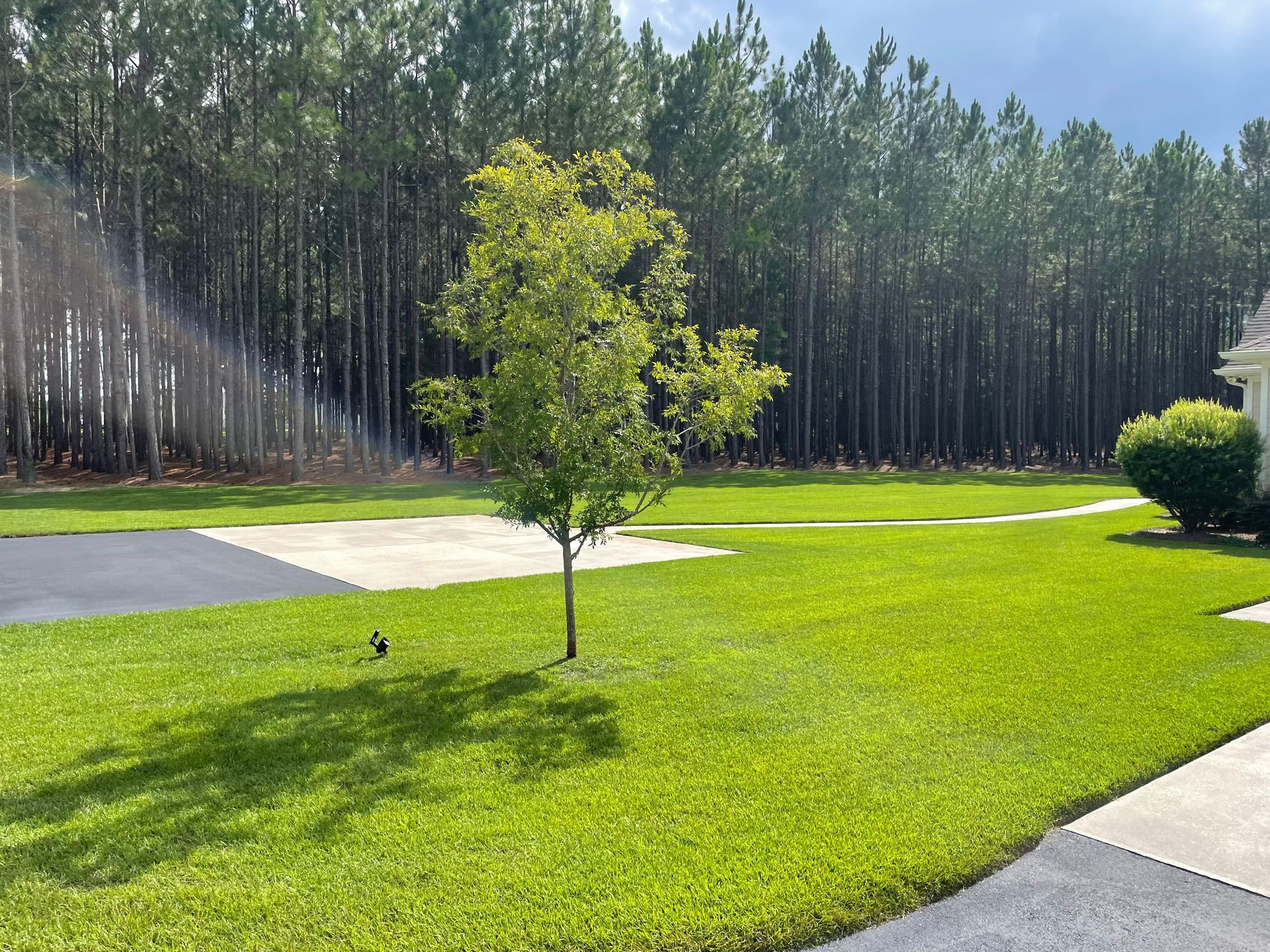 A lush green lawn with a tree in the middle of it and trees in the background.