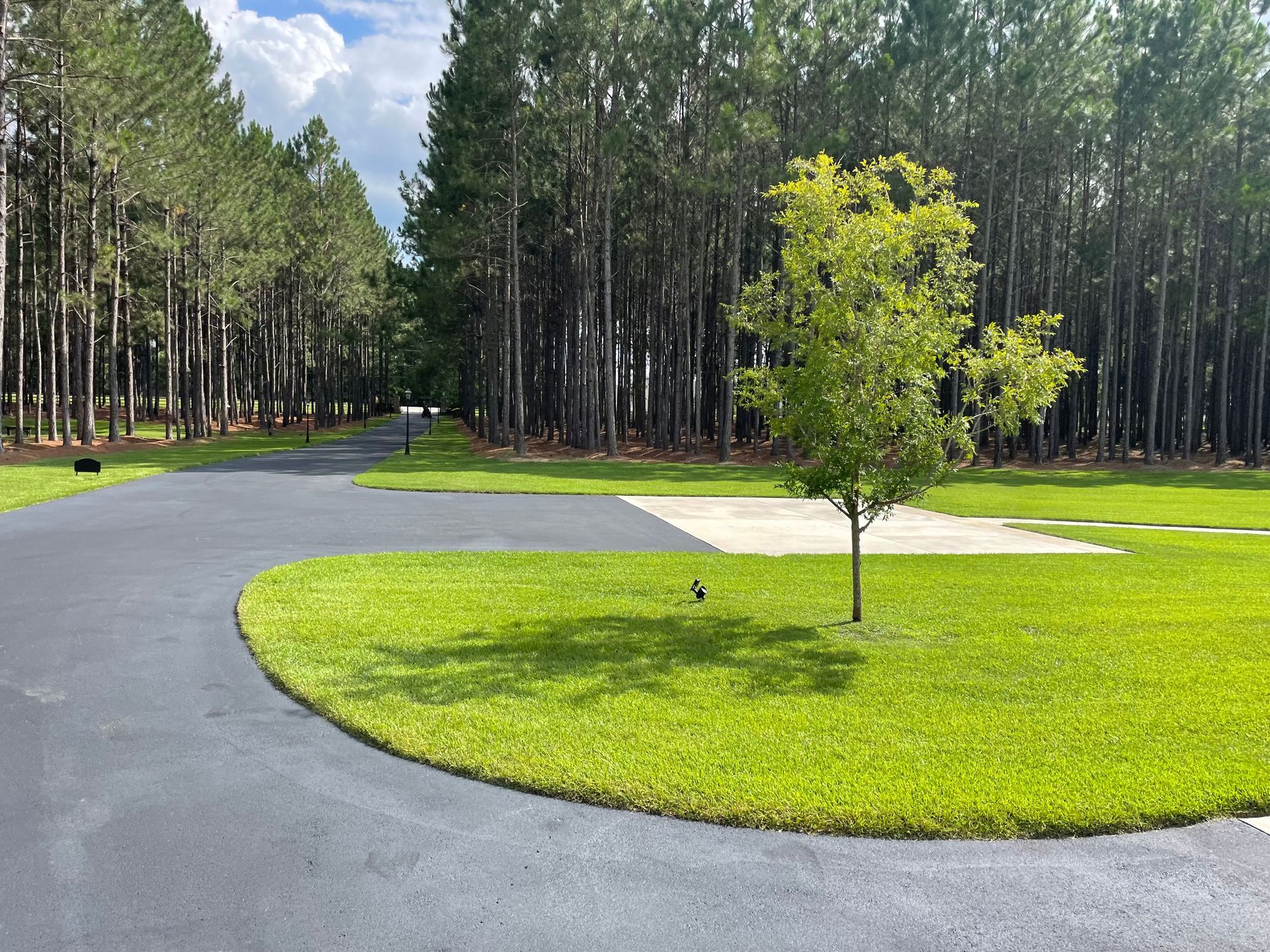 A tree is in the middle of a lush green field next to a road.