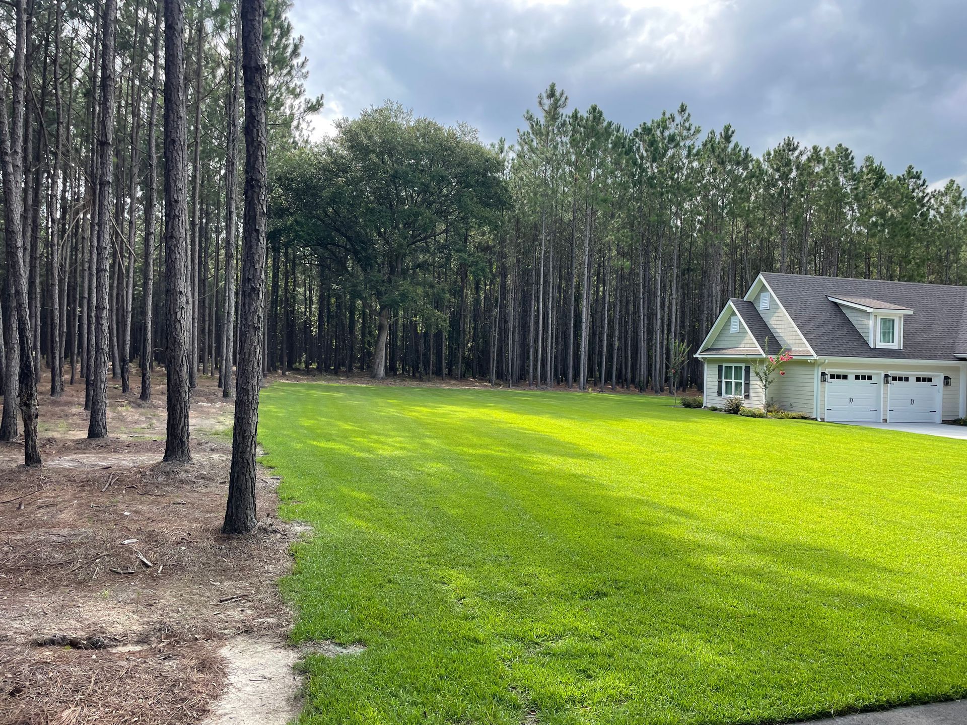 A house in the middle of a lush green forest
