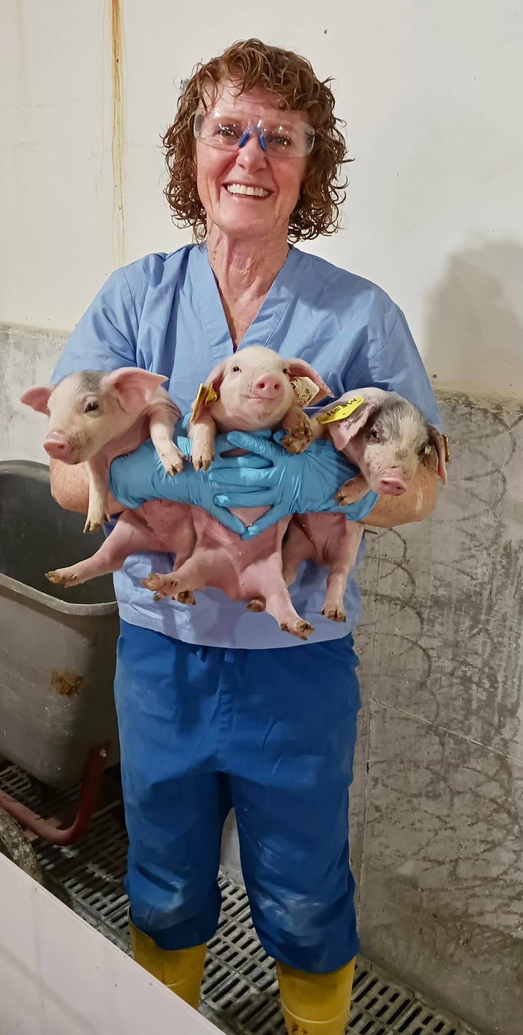 AAH lisa holding pigs