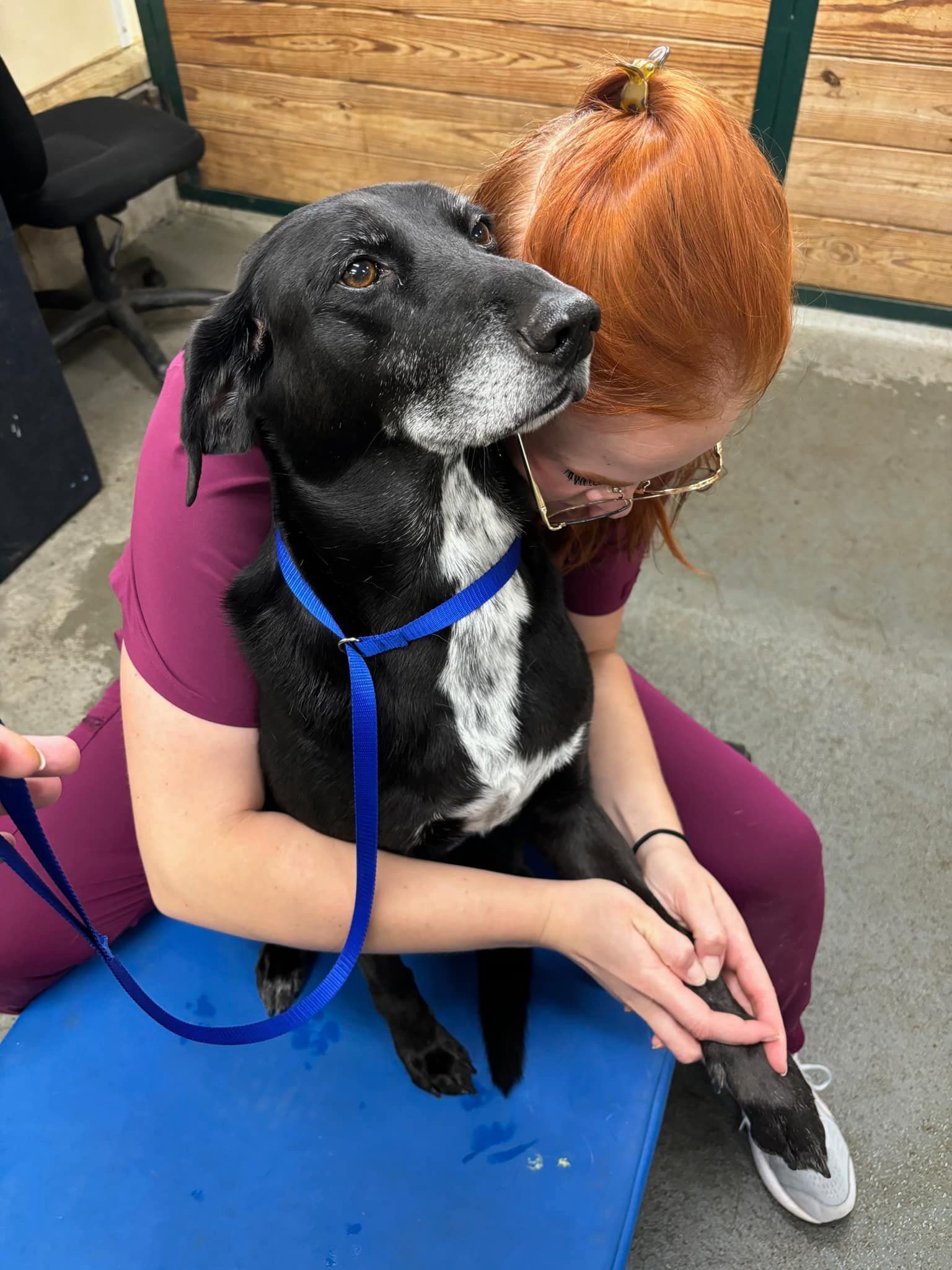 Dr. Hickert performs chiropractic care on a dog