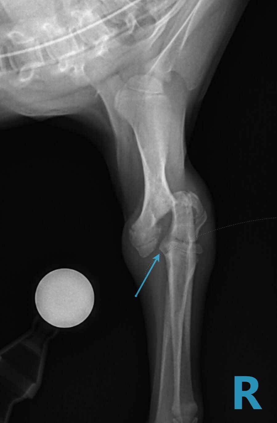 AAH orthopedic radiographs