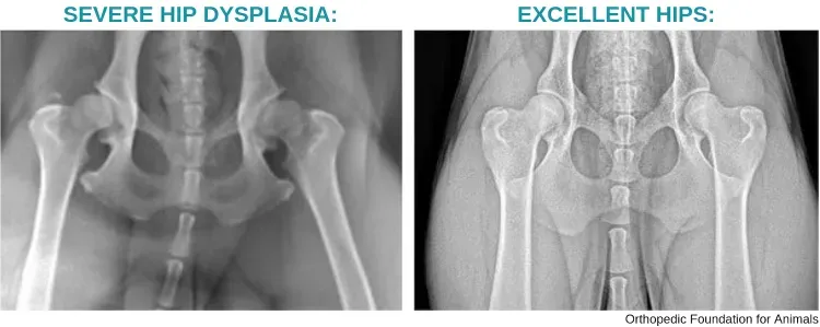 AAH PennHip radiographs