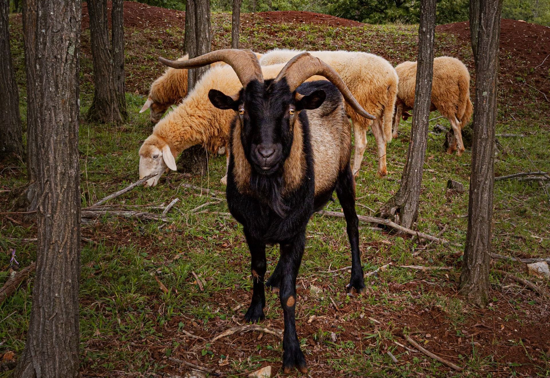 sheep behind a goat