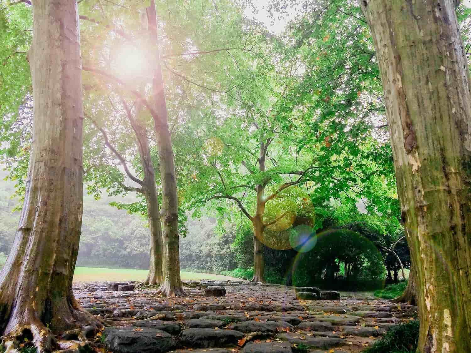 The Sun Is Shining Through The Trees In A Park — My Energetic Craft In Morisset, NSW 