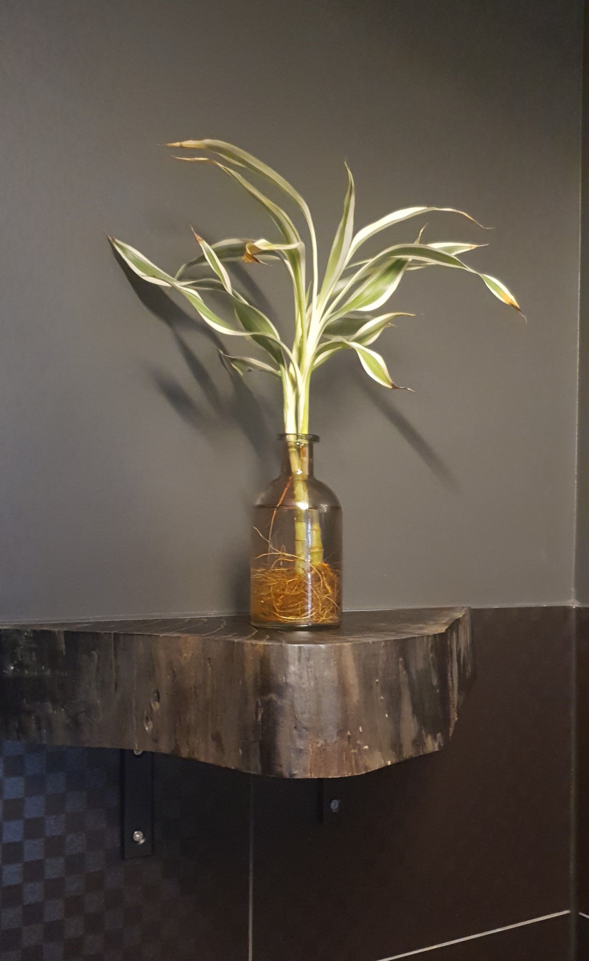 A plant in a vase is sitting on a wooden shelf.