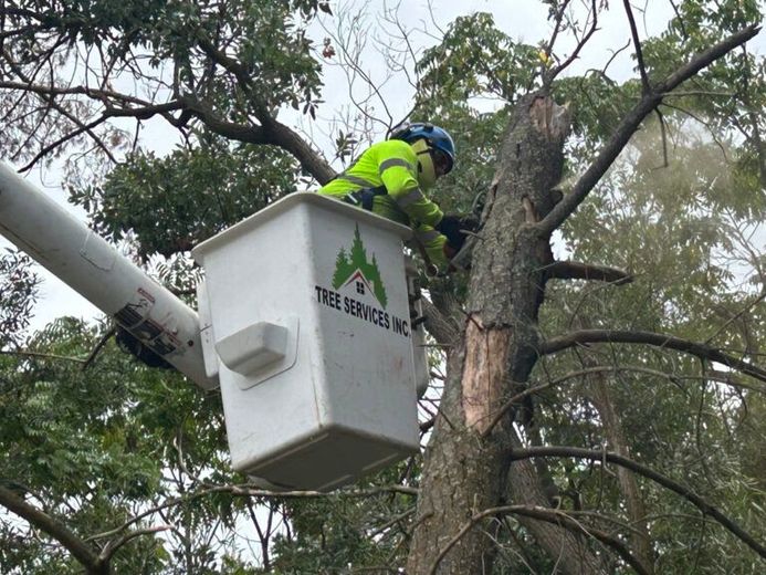 Tree service worker in a bucket truck trimming a tree, cloudy sky.