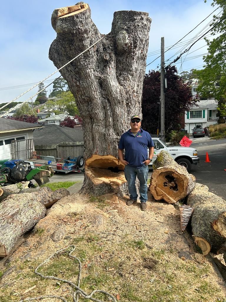 Man standing next to a large tree trunk. The tree has been cut; wood and sawdust are on the ground.