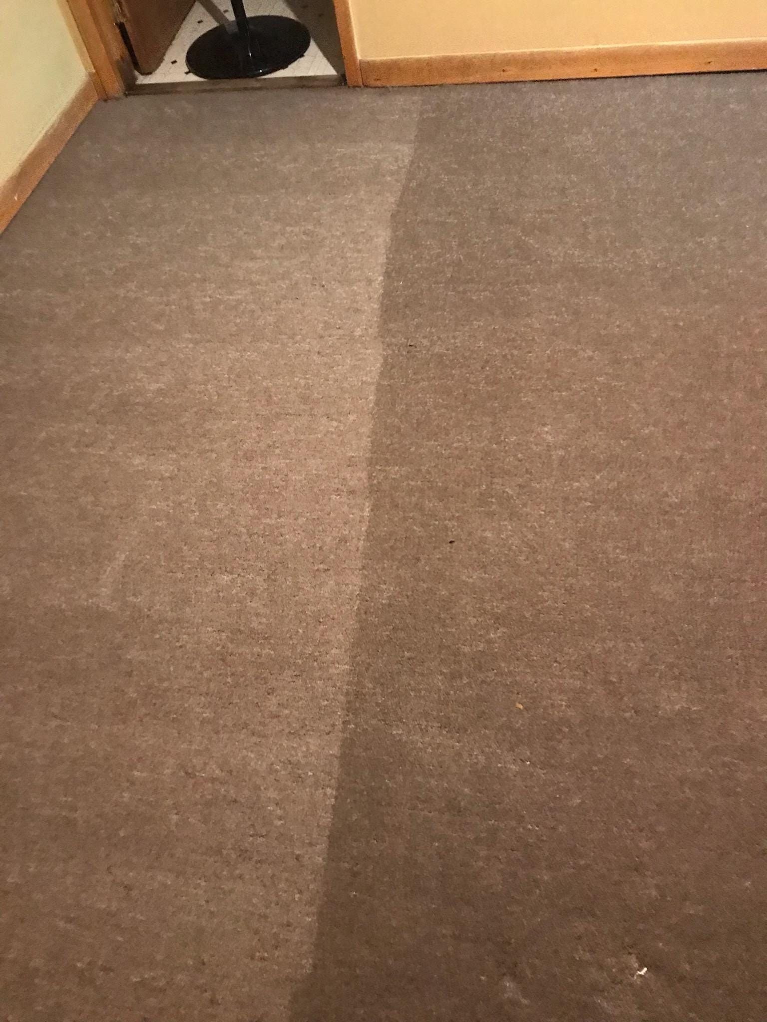 A carpeted floor with a cleaned strip next to an uncleaned section, showcasing the effectiveness of a carpet cleaner.