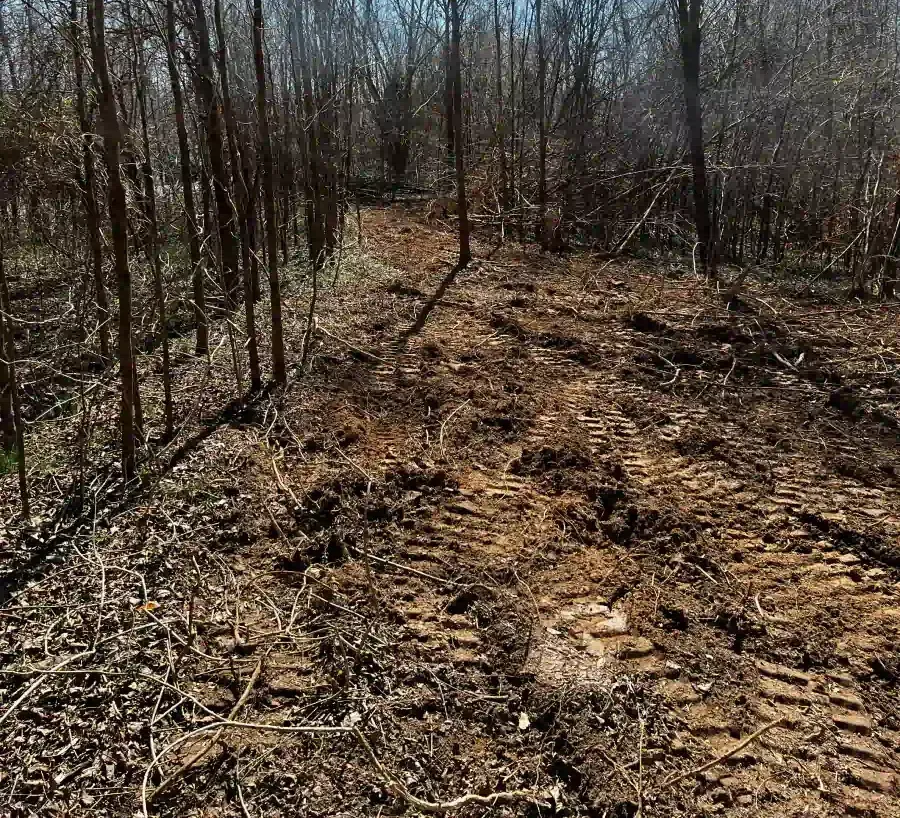 A dirt road in the middle of a forest with trees in the background.