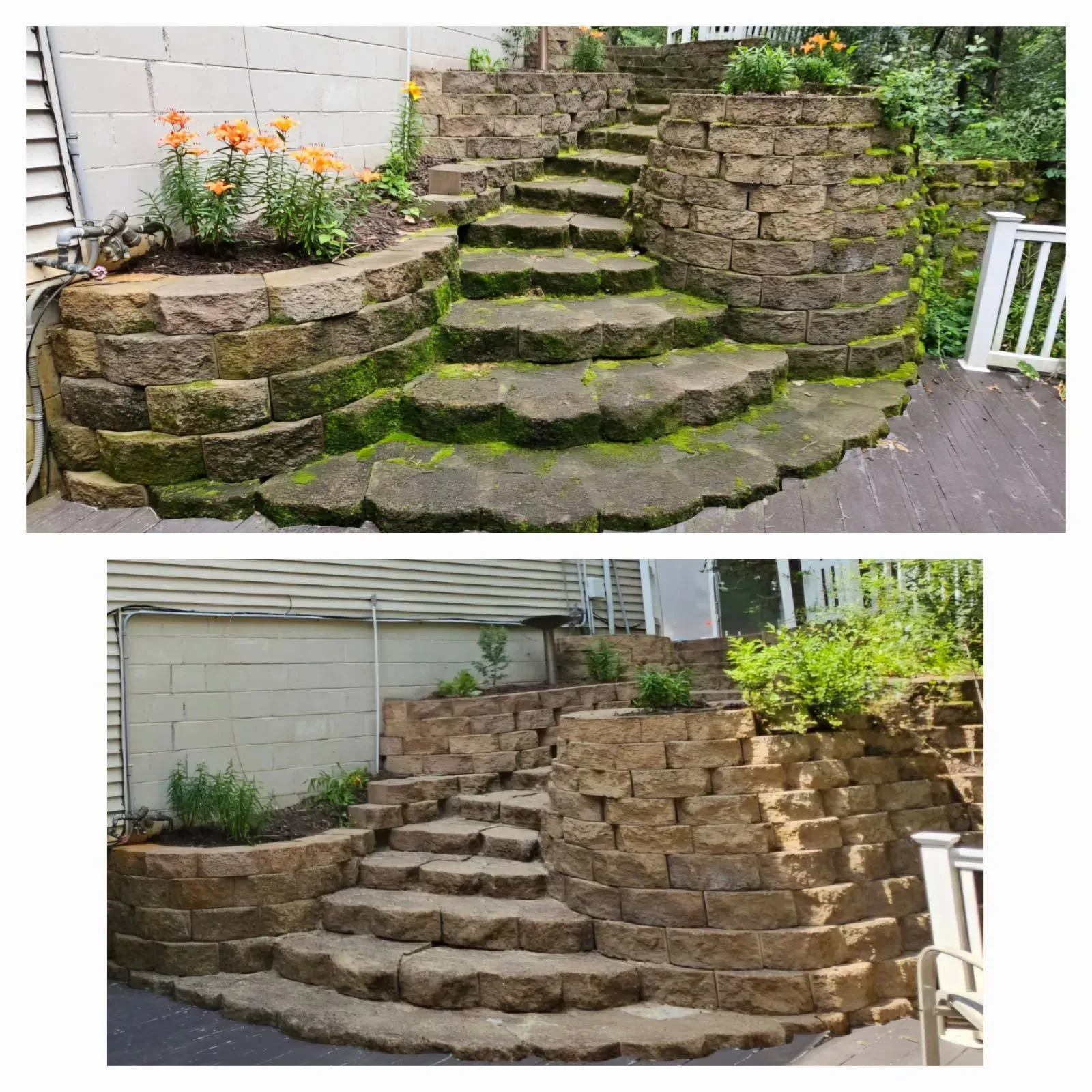 Comparison of stone steps, mossy vs. cleaned. Top: green moss. Bottom: clean, light brown stone.