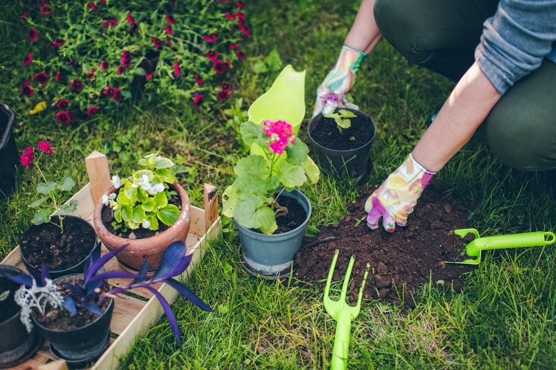 Esposizione di piante da orto
