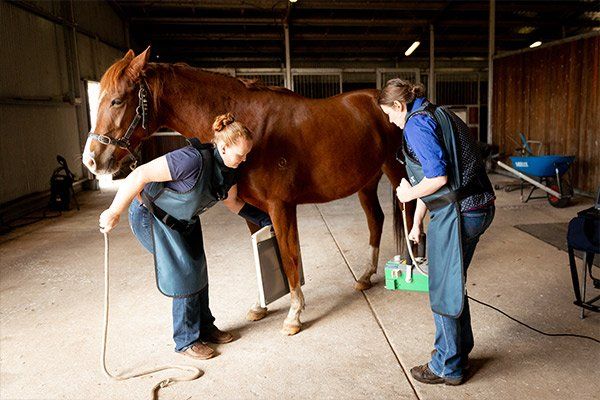 giving horse x-ray