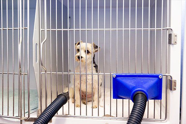 dog being dried