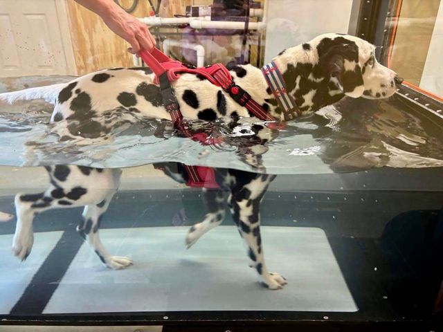 Veterinary Services and Grooming | Delhi, NY | Veterinary ...
