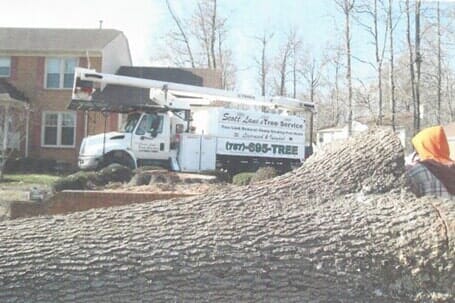 Removal of Trees — Chesapeake, VA — Scott Lanes Tree Service