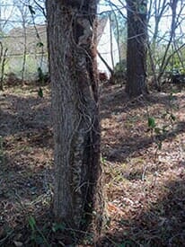 Old Tree — Chesapeake, VA — Scott Lanes Tree Service