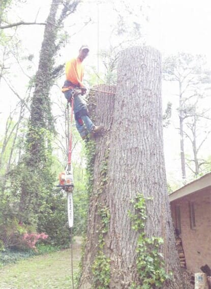 Taking Down a Huge Tree — Chesapeake, VA — Scott Lanes Tree Service