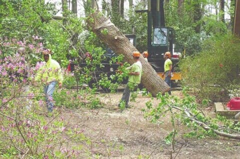 Tree Removal Services Being Performed — Chesapeake, VA — Scott Lanes Tree Service