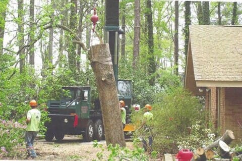 Removing Trees — Chesapeake, VA — Scott Lanes Tree Service